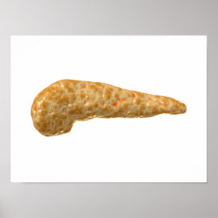 Póster Conceptual Image Of Human Pancreas