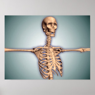 Póster Conceptual Image Of Human Rib Cage And Spinal