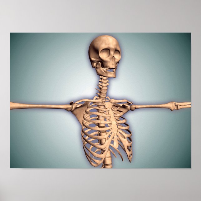 Póster Conceptual Image Of Human Rib Cage And Spinal (Frente)