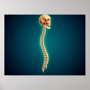 Póster Conceptual Image Of Human Skull & Spinal Cord 1