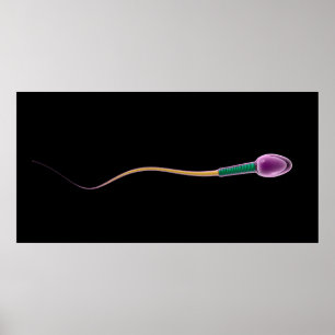 Póster Conceptual Image Of Sperm Anatomy