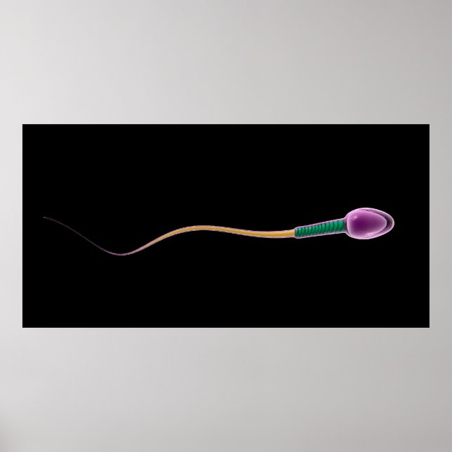 Póster Conceptual Image Of Sperm Anatomy (Frente)