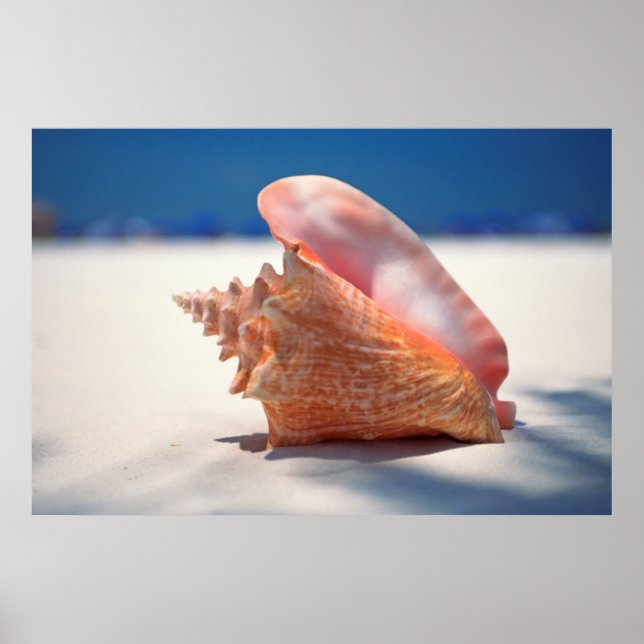 Póster Conch Shell En La Playa 2 (Frente)