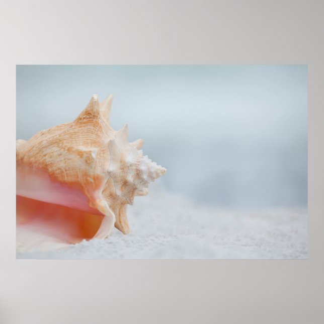 Póster Conch Shell | Florida (Frente)