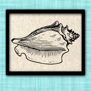 Póster Conch Shell Vintage Ilustracion