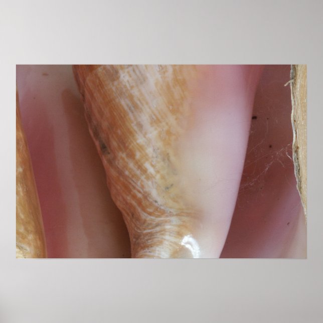 Póster Conch Shells (Frente)