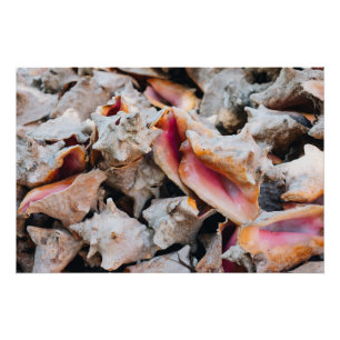 Póster Conch Shells, Bahamas