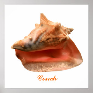 Póster Concha