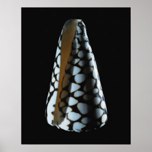 Póster Concha 2