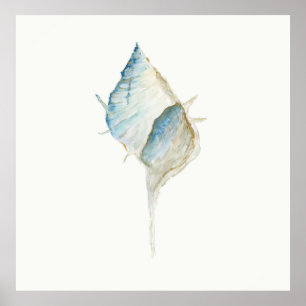 Póster Concha acuática