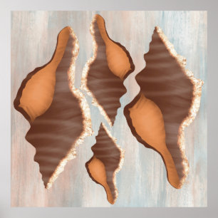 Póster Concha acuática