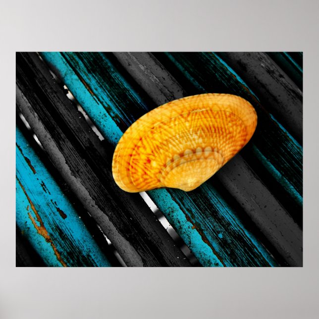 Póster concha de mar (Frente)