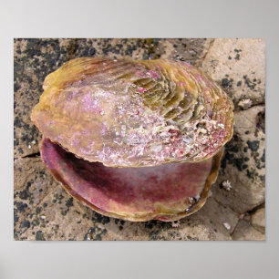 Póster Concha de mar a orillas del mar
