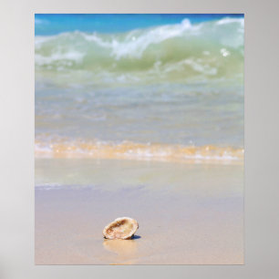 Póster Concha De Mar En La Playa Cabo Verde