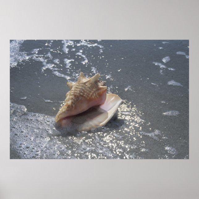 Póster Concha De Mar En La Playa | Isla Sanibel, Florida (Frente)