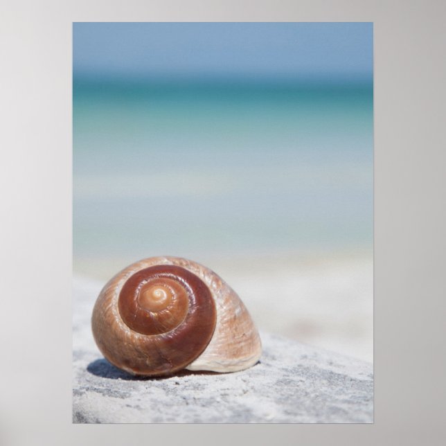 Póster Concha De Mar En La Playa | San Petersburgo, Fl (Frente)