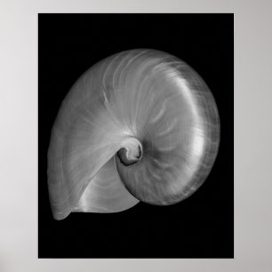 Póster Concha de nautilus en blanco y negro