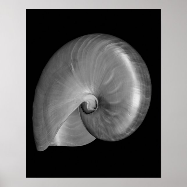 Póster Concha de nautilus en blanco y negro (Frente)
