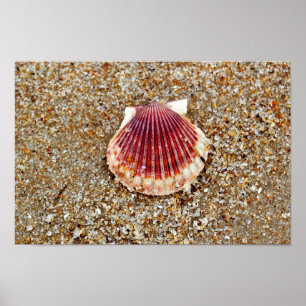 Póster Concha de peregrino Shell