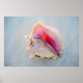 Póster Concha de Queen Conch en la playa de Bahamas