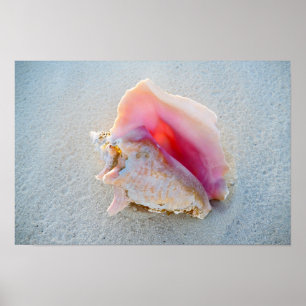 Póster Concha de Queen Conch en la playa de Bahamas