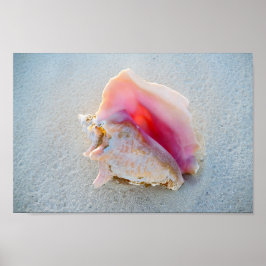 Póster Concha de Queen Conch en la playa de Bahamas