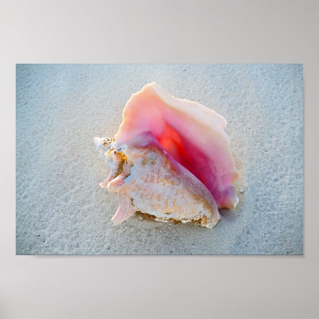 Póster Concha de Queen Conch en la playa de Bahamas (Frente)
