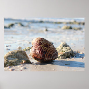 Póster concha en la playa