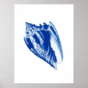 Póster Concha Shell del turbante, azules añiles y blanco