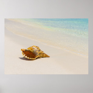 Póster Concha Shell en la playa 3