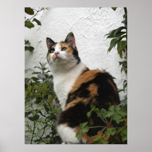 Póster Concha y gato blanco