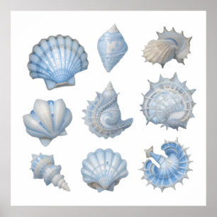 Póster Conchas de Acuarela Azul y Blanco – Guardería del 