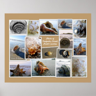 Póster conchas de la isla Daufuskie, SC