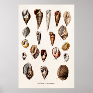 Póster Conchas de mar antiguas personalizadas Retro Auger