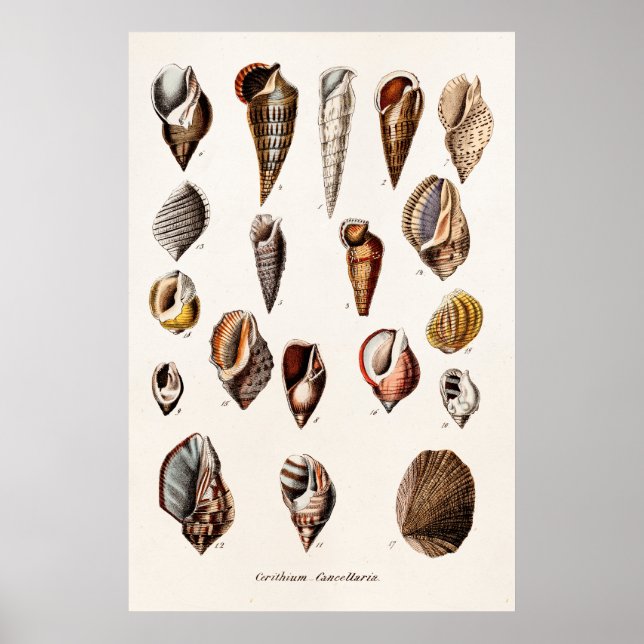 Póster Conchas de mar antiguas personalizadas Retro Auger (Frente)