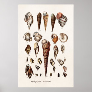 Póster Conchas de mar antiguas personalizadas Retro Auger