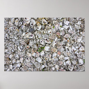 Póster Conchas de ostras, Apalachicola, Florida