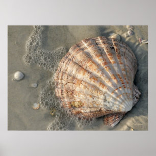 Póster Conchas En El Poster De La Playa