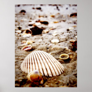 Póster Conchas en la orilla del mar.. Imprimir