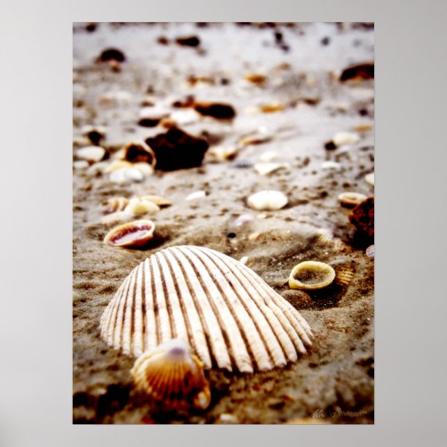 Póster Conchas en la orilla del mar.. Imprimir (Frente)