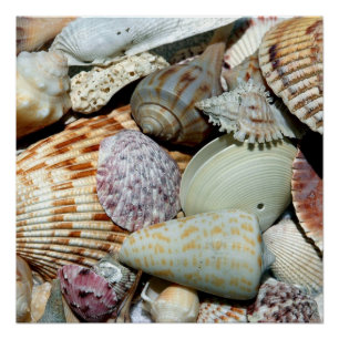Póster conchas marinas