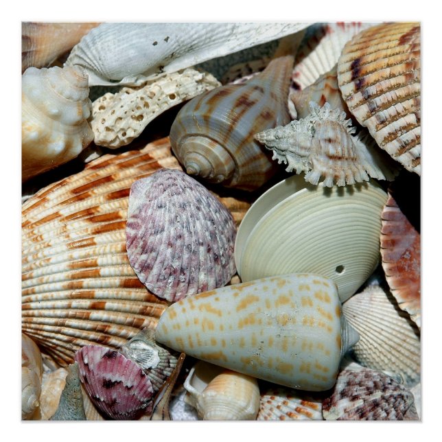 Póster conchas marinas (Anverso)