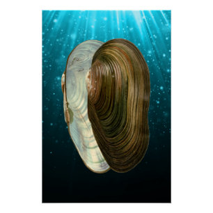 Póster Conchas marinas del océano costero