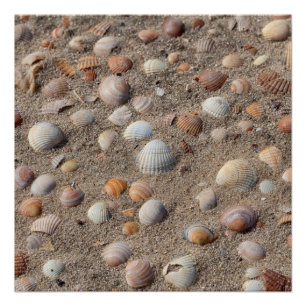 Póster conchas marinas en la playa