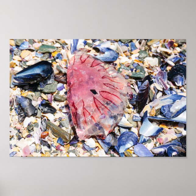 Póster conchas marinas Jellyfish Ocean Beach View (Frente)