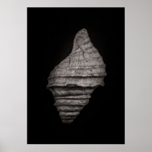Póster Conchas No 10