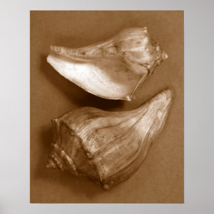 Póster Conchas sensuales