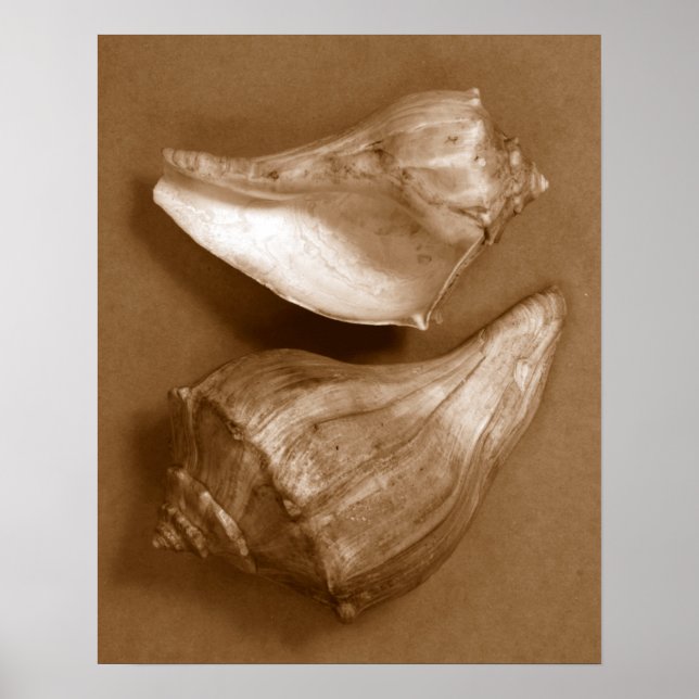 Póster Conchas sensuales (Frente)