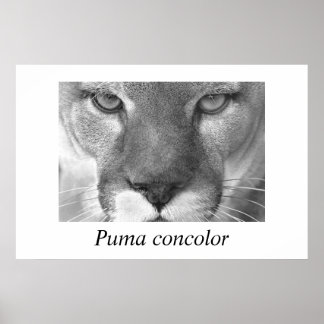 Póster Concolor de Cougar-Puma