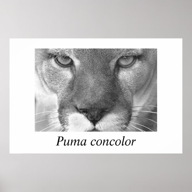 Póster Concolor de Cougar-Puma (Frente)